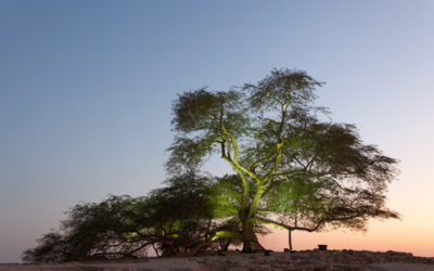 Tree of Life in Bahrain –  a symbol of hope
