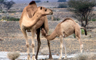 Benefits of camel milk