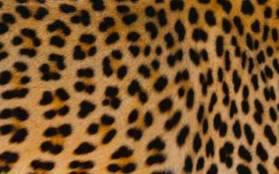 Arabian Leopard in danger of extinction